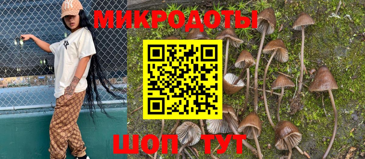 Галлюциногенные грибы Psilocybe Грозный